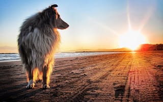 Картинка Собака, песок, колли, солнце, закат, берег