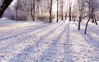 Картинка forest, park, snow, winter