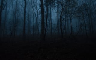 Картинка лес, деревья, ночь, туман, сумерки, природа