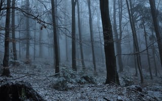 Картинка зима, лес, деревья, туман, снег, природа