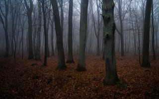 Картинка лес, деревья, туман, природа, Gerlinde Dumke