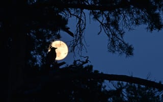 Картинка небо, ночь, дерево, ветки, природа, полнолуние, луна, птица