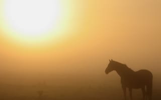 Картинка утро, конь, туман, природа