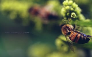 Картинка цветок, пчела