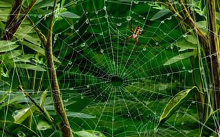 Картинка паук, листья, паутина