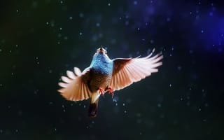 Картинка крылья, птица, дождь
