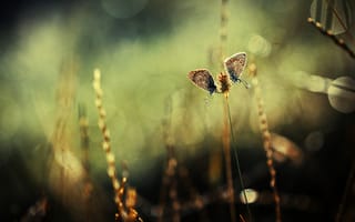 Картинка колосок, бабочки, две, растения, блики, трава