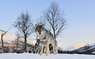Картинка взгляд, Волк, зима