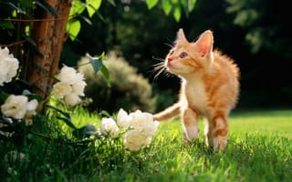 Картинка цветы, травка, рыжий котяра