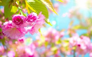 Картинка цветы, Красивый, вишня, розовый, Beautiful, pink, flowers, blossom, cherry, цветение