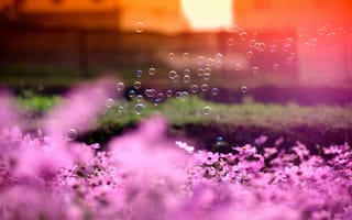 Картинка фокус, солнце, цветы, космея, мыльные пузыри, розовые