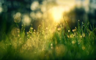 Картинка трава, макро, роса, боке, солнечный свет