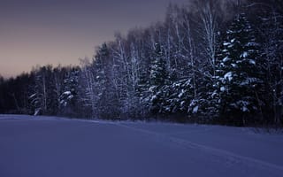 Картинка ночь, снег, зима, лес