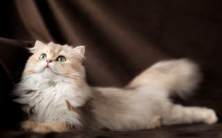Картинка кошка, мордочка, Британская длинношёрстная кошка, зелёные глаза, пушистая, Юлия Зубкова