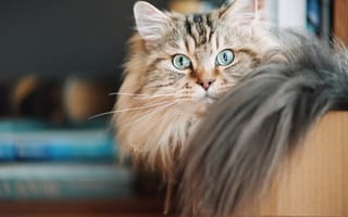 Картинка кошка, кот, ушки, пушистая, мордочка, хвост, взгляд, зелёные глаза