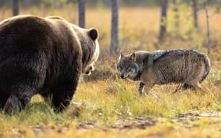 Картинка встреча, волк, Финляндия, медведь