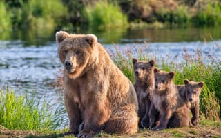 Картинка река, медведи, детёныши, медведица, медвежата, Аляска