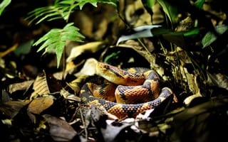 Картинка Snake, Leaves, Florest