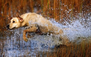 Картинка пес, вода, прыжок, собака, брызги