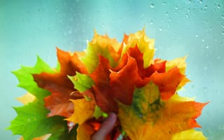 Картинка листики, желтый, осень, macro, дождь, рука, зеленый, листья, макро, leaves, стекло, вода, листочки, красный