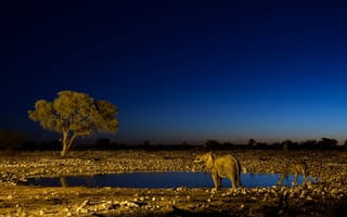 Картинка водопой, ночь, жираф, слон
