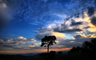 Картинка Дерево, облака, небо