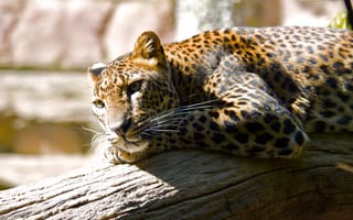 Картинка леопард, отдых, зоопарк