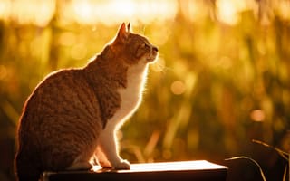 Картинка кошка, боке, сидит, лето, свет, кот, трава, солнце, природа