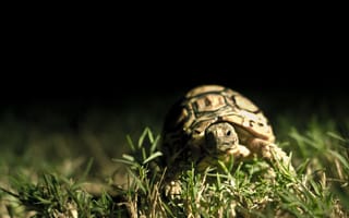 Картинка темный фон, трава, панцирь, черепаха, макро