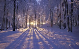 Картинка зима, солнце, деревья, лучи, лес, снег, иней