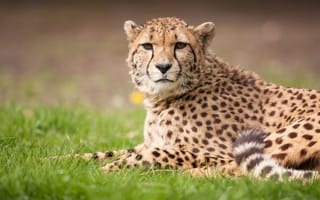 Картинка кошка, трава, гепард