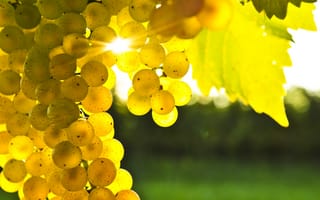 Картинка виноград, желтый, гроздь, блик солнца, листья