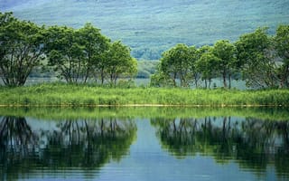 Картинка деревья, пруд, отражение