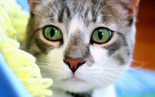 Картинка Кот, зеленые глаза, внимательный, мордочка, взгляд