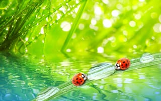 Картинка трава, макро, the grass, божьи коровки, nature, вода, роса, the dew drops, macro, природа, ladybugs, утро, morning, water, капли
