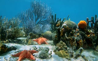 Картинка sand, ocean, coral, tropical, underwater, reef, starfish