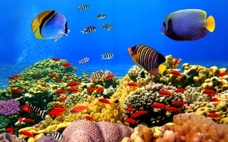 Картинка underwater, fishes, коралловый риф, coral, reef, подводный мир, tropical, ocean