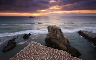 Картинка Новая Зеландия, море, берег, скалы, вода, птицы, закат, небо