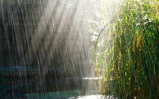 Картинка лужи, солнце, трава, дождь
