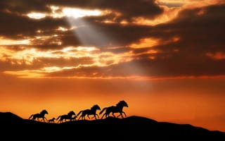 Картинка животные, небо, закат, свет, облака, горы, лучи, лошадь, табун, пони, конь, солнце, horse, лошади