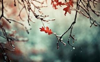Картинка природа, листья, ветки, осень, ветви, снег