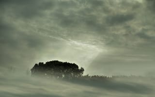 Картинка forest, лес, fog, пейзажи, туман, природа, небо trees, вид, деревья