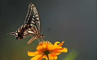 Картинка цветок, природа, бабочка, мотылек