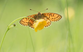 Картинка бабочка, желтый, цветок