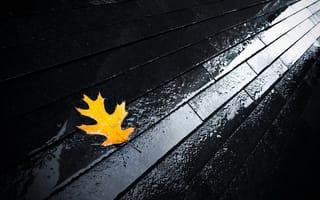 Картинка лист, осень, мостовая, вода