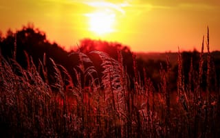 Картинка поле, вечер, колосья, трава, закат