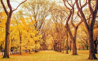 Картинка парк, желтые, деревья, дорога, аллея, осень, природа, листья