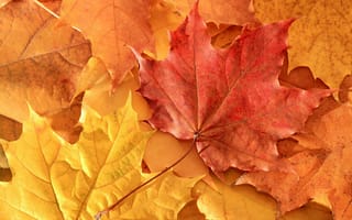 Картинка клен, природа, осень, листья