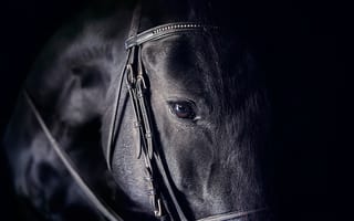 Картинка взгляд, лошадь, глаз, конь