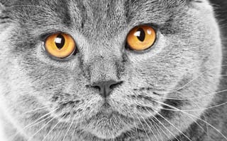 Картинка кот, кошка, серый, морда, желтые, глаза, cat, британец, британский